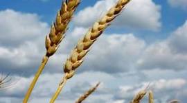 Timeline: Agricultural Revolution