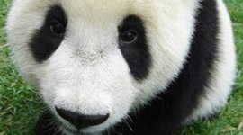 Timeline: china 1911-1990