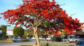 Timeline: SEMILLAS DE ARBOLES FORESTALES