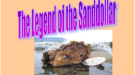 Timeline: Rita's Summer Search for Sanddollars