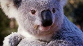 Timeline: Tidslinjen