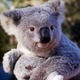 Koala baby pic