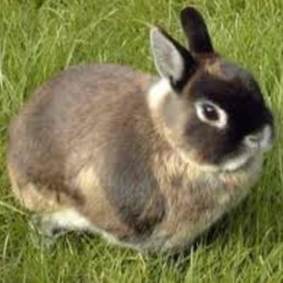 Timeline: Jazzy's life