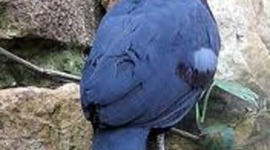 Timeline: pigon post