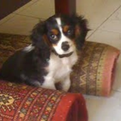 Timeline: My Dog-Sheldon