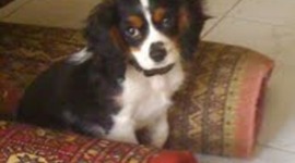 Timeline: My Dog-Sheldon