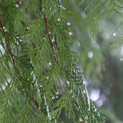 Timeline: Master of Education - Graduating Project