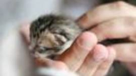 Timeline: Morgan Sprouse