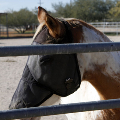 Timeline: History of Hippotherapy