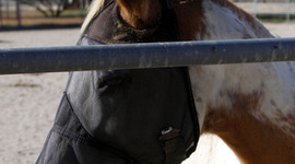 Timeline: History of Hippotherapy