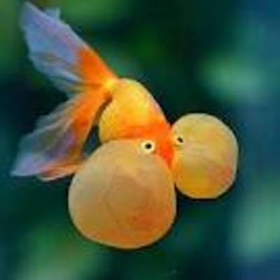 Timeline: The History of Goldfish