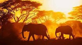 Timeline: African Society