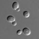 200px s cerevisiae under dic microscopy