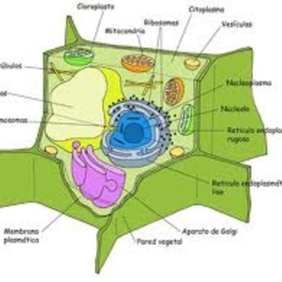 Timeline: Robert HookeTheodor SchwannMatthias Schleiden	¿Quién descubrió la célula?Para poder estudiar la célula era imprescindible un aparato que permitiera observar la materia viva y sus detalles, que a simple vista es imposible ver. Es por eso que el inicio del