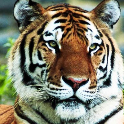 Timeline: Tiger (Panthera Tigris)