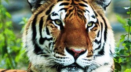 Timeline: Tiger (Panthera Tigris)