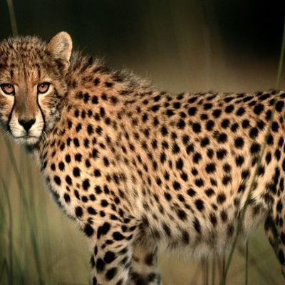 Timeline: Cheetah Conservation Timeline