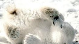 Timeline: Polar Bears