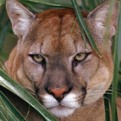 Timeline: The Florida Panthers