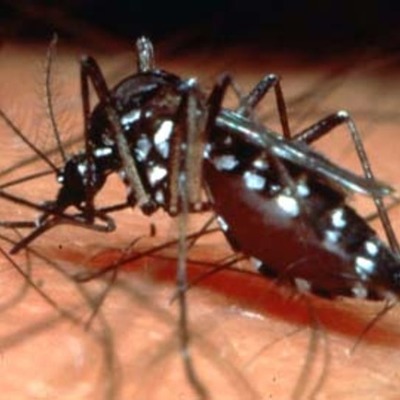 Timeline: A dengue no Brasil