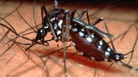 Timeline: A dengue no Brasil