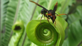 Timeline: A közösségi web története