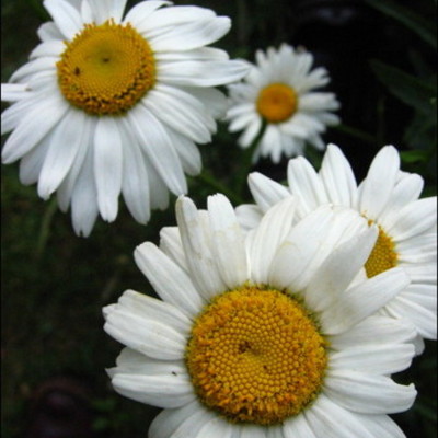 Timeline: A közösségi web története