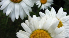 Timeline: A közösségi web története