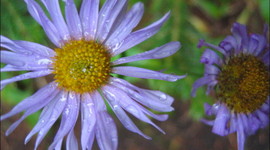 Timeline: A közösségi web története