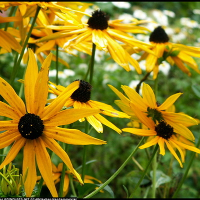 Timeline: A közösségi web története