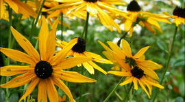 Timeline: A közösségi web története