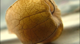 Timeline: A közösségi Web története