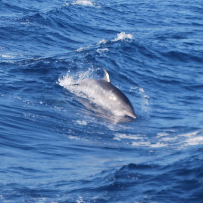 Timeline: Atlantica's Timeline