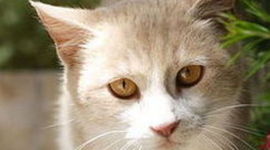 Timeline: Tess Personality  Timeline