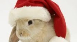 Timeline: 1400-1900 Recall