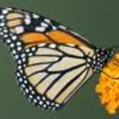 Timeline: El nacimiento de la mariposa monarca