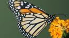 Timeline: El nacimiento de la mariposa monarca