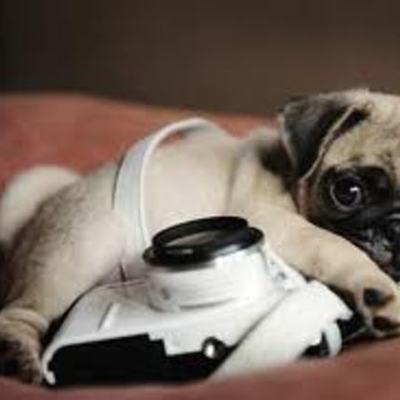 Timeline: PUGS!!! and you.