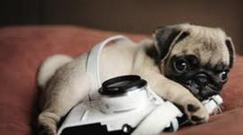 Timeline: PUGS!!! and you.