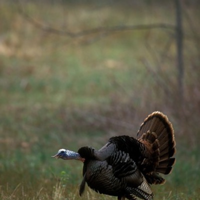 Timeline: Will Primos