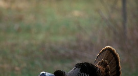 Timeline: Will Primos