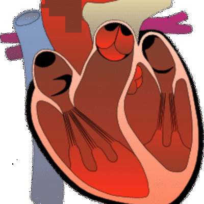 Timeline: Breakthroughs on Surgical Procedures for the Heart