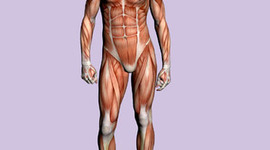 Timeline: Important People in the History of Anatomy