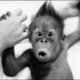 Baby monkey 1