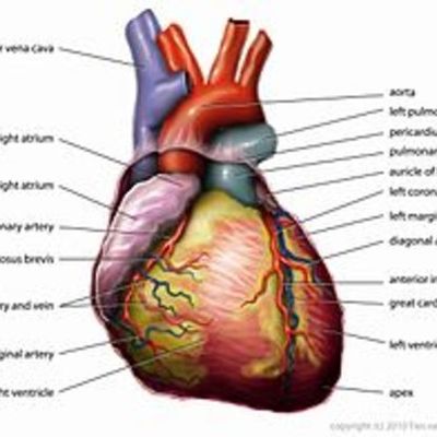 Timeline: History of Heart Surgery