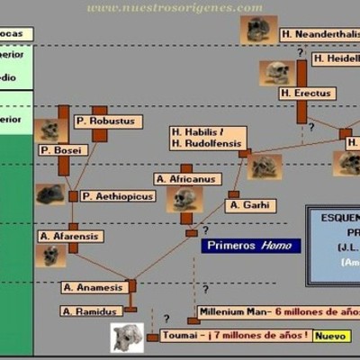 Timeline: ÁRBOL GENEALÓGICO DE LOS HOMÍNIDOS