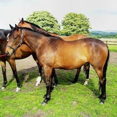 Timeline: SIMONA 1A E LE GITE CON LA SCUOLA