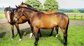 Timeline: SIMONA 1A E LE GITE CON LA SCUOLA