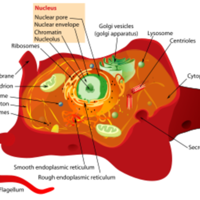 Timeline: Science Timeline