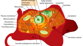 Timeline: Science Timeline